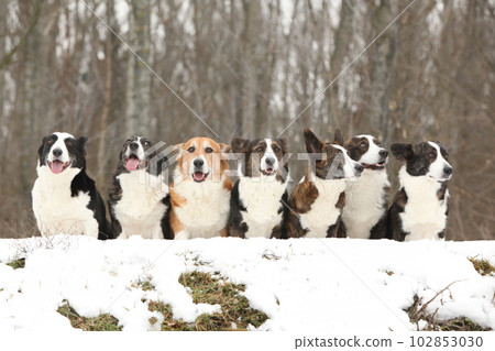 A group of welsh corgi cardigan in winter 102853030