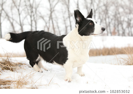 Nice welsh corgi cardigan in the snow Nice welsh corgi cardigan in the snow 102853032