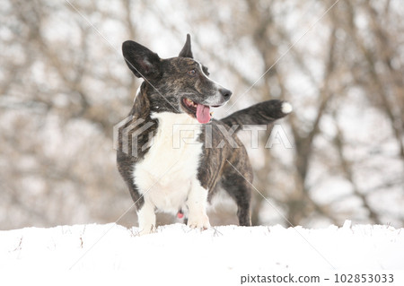 Nice welsh corgi cardigan in the snow Nice welsh corgi cardigan in the snow 102853033