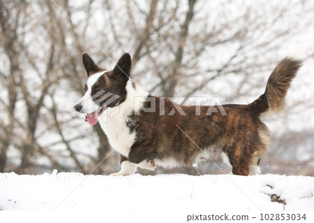 Nice welsh corgi cardigan in the snow Nice welsh corgi cardigan in the snow 102853034