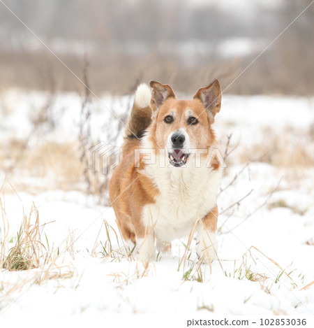 Nice welsh corgi cardigan in the snow 102853036