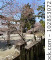 鳥居和櫻花 102853072
