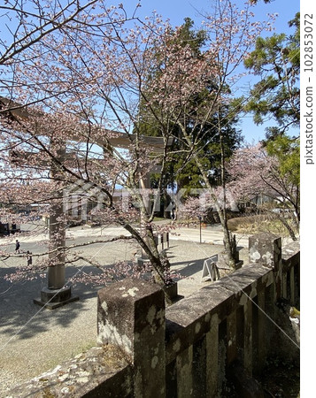 鳥居和櫻花 鳥居和櫻花 102853072