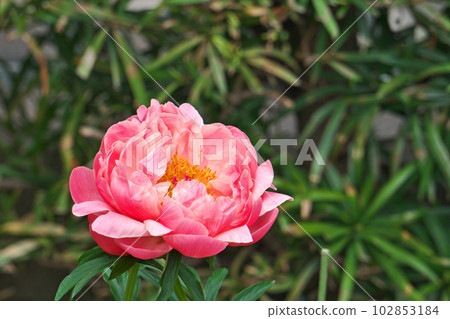 大紅牡丹花（春季、四月） 102853184