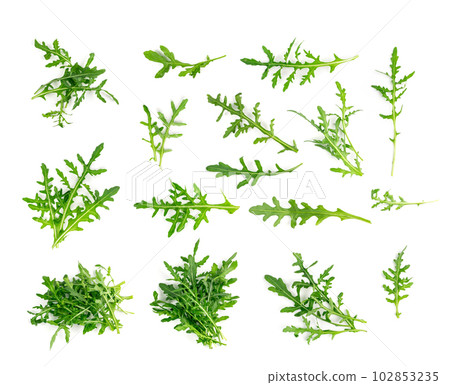 Arugula, Arugula, Ruccola Leaves, Rucola, Eruca or Roquette Salad Arugula, Arugula, Ruccola Leaves, Rucola, Eruca or Roquette Salad 102853235