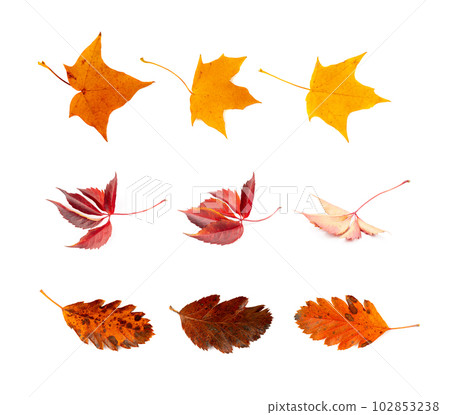 Autumn Leaf Set Isolated, Colored Autumn Tree Leaves, Red Orange Foliage, Fall Leaf on White Background 102853238