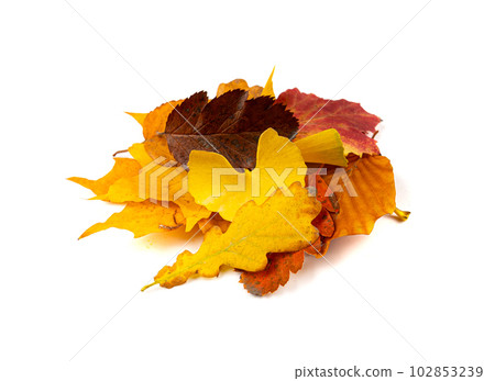 Autumn Leaf Pile Isolated, Colored Autumn Tree Leaves Set, Yellow Orange Green Foliage, Fall Leaf Collection 102853239