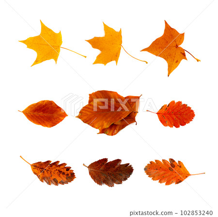 Autumn Leaf Set Isolated, Colored Autumn Tree Leaves, Red Orange Foliage, Fall Leaf on White Background Autumn Leaf Set Isolated, Colored Autumn Tree Leaves, Red Orange Foliage, Fall Leaf on White Background 102853240