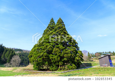 “山形縣”在藍天閃耀的龍貓樹 “山形縣”在藍天閃耀的龍貓樹 102853345