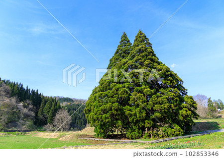 “山形縣”在藍天閃耀的龍貓樹 102853346