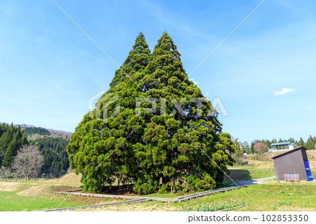“山形縣”在藍天閃耀的龍貓樹 102853350