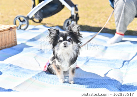 cute chihuahua picnic 102853517