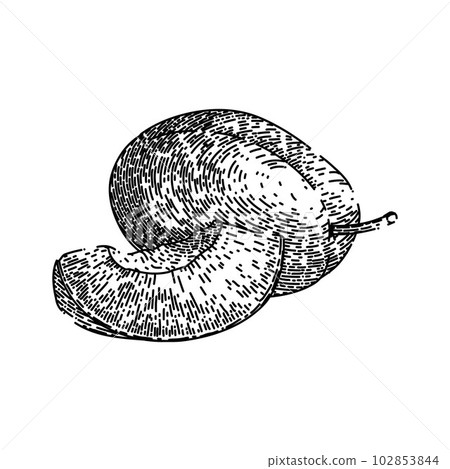 plum fruit purple cut food sketch hand drawn vector plum fruit purple cut food sketch hand drawn vector 102853844
