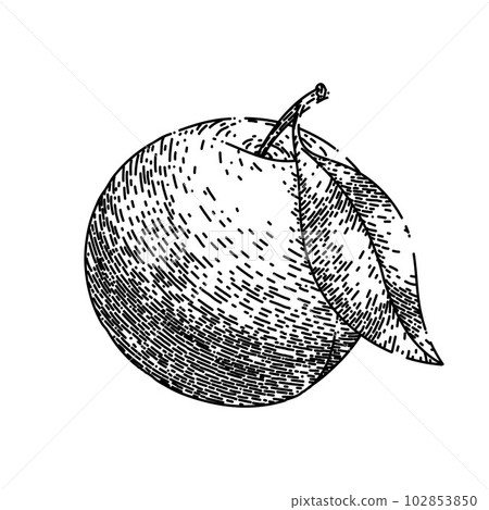plum fruit raw food sketch hand drawn vector plum fruit raw food sketch hand drawn vector 102853850