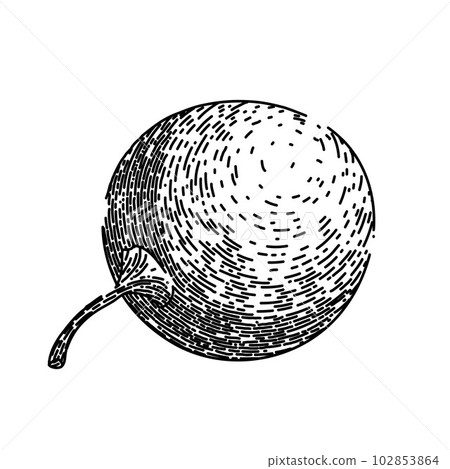 physalis fruit berry sketch hand drawn vector 102853864