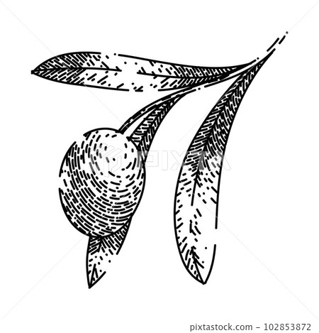 oline branch food sketch hand drawn vector 102853872