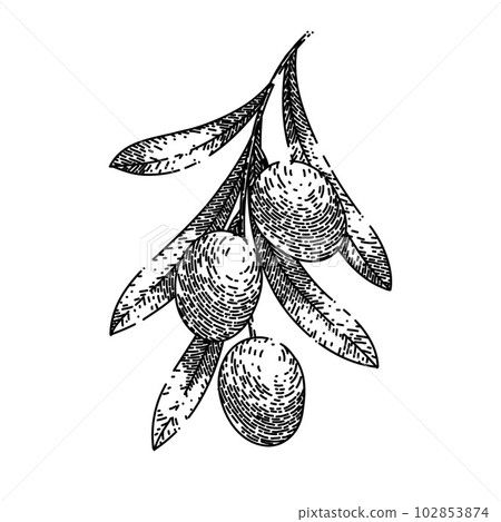 oline natural food sketch hand drawn vector oline natural food sketch hand drawn vector 102853874