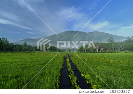 Oze's tree road and Mt. Foshan 102853897