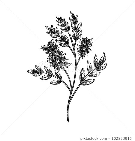 licorice plant herb sketch hand drawn vector 102853915