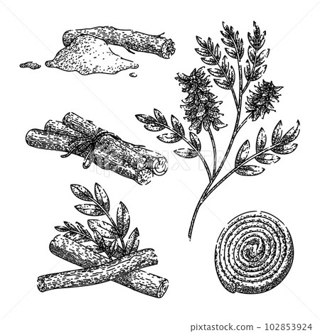licorice liquorice aromatic set sketch hand drawn vector licorice liquorice aromatic set sketch hand drawn vector 102853924