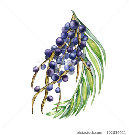 Bunch of acai berries and palm leaves watercolor illustration isolated on white. Exotic amazon small purple berries, tropical fruit hand drawn. Design element for wrapping, packaging, label 102854021