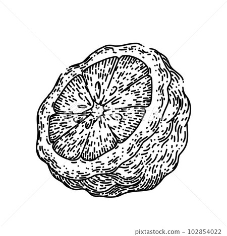 bergamot cut fruit natural sketch hand drawn vector 102854022
