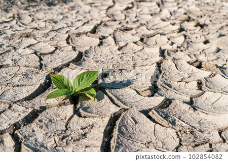 Green newborn sprout on chapped soil Green newborn sprout on chapped soil 102854082