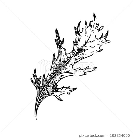 argula green salad sketch hand drawn vector 102854090