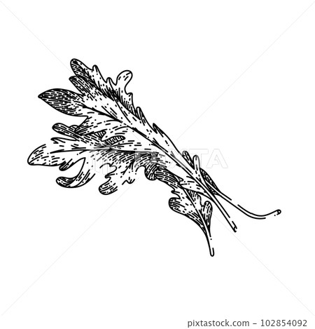 argula vegetarian salad sketch hand drawn vector 102854092