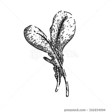 argula vegetable salad sketch hand drawn vector 102854094