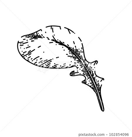 argula fresh salad sketch hand drawn vector 102854096