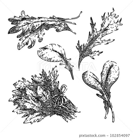 argula fresh salad set sketch hand drawn vector 102854097