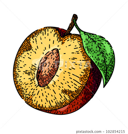 plum fruit food sketch hand drawn vector 102854215