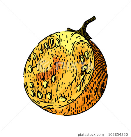 physalis nature berry sketch hand drawn vector physalis nature berry sketch hand drawn vector 102854230