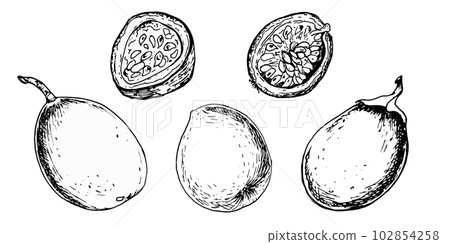 Set of tropical passion fruit and leaves vector illustration isolated on white. Maracuja, sliced fruit hand drawn. Design element for wrapping, menu, smoothies, ice-cream, ingredient, tableware Set of tropical passion fruit and leaves vector illustration isolated on white. Maracuja, sliced fruit hand drawn. Design element for wrapping, menu, smoothies, ice-cream, ingredient, tableware 102854258
