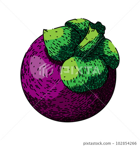 mangosteen tropical fruit sketch hand drawn vector mangosteen tropical fruit sketch hand drawn vector 102854266