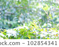 下雨天的綠樹 102854341