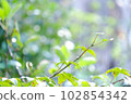 下雨天的綠樹 102854342
