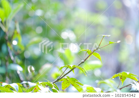 下雨天的綠樹 102854342