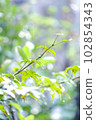 下雨天的綠樹 102854343