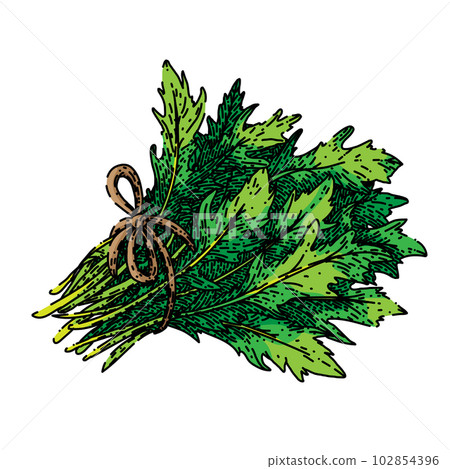 argula healthy salad sketch hand drawn vector 102854396