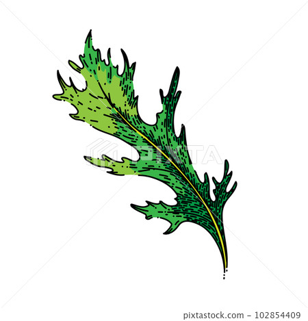 argula green salad sketch hand drawn vector 102854409