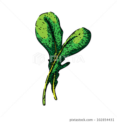 argula vegetable salad sketch hand drawn vector 102854431