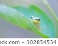  在葉子的雨蛙 102854534