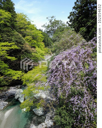 [Nishi-Iya, Miyoshi City, Tokushima Prefecture] Kazura Bridge and Yamato 2 in Iya 102854632