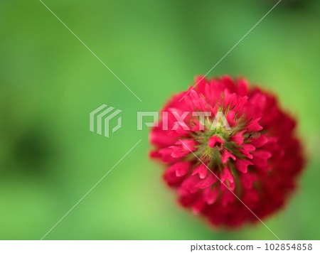 Crimson strawberry candle that bloomed in April (Crimson clover)) Crimson strawberry candle that bloomed in April (Crimson clover)) 102854858