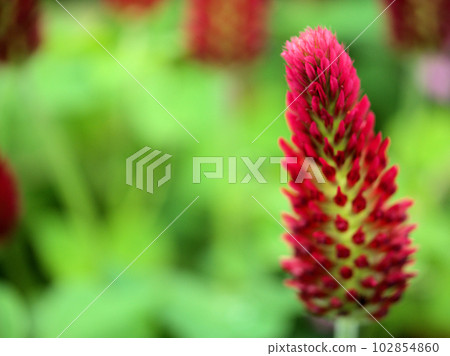 Crimson strawberry candle that bloomed in April (Crimson clover)) Crimson strawberry candle that bloomed in April (Crimson clover)) 102854860