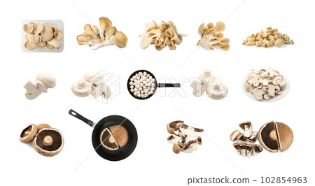 Mushroom Mix Set Isolated, Oyster Mushrooms, Champignons, Portobello on White Background 102854963