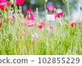 罌粟花田 102855229