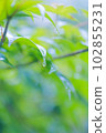 綠樹和水滴 102855231